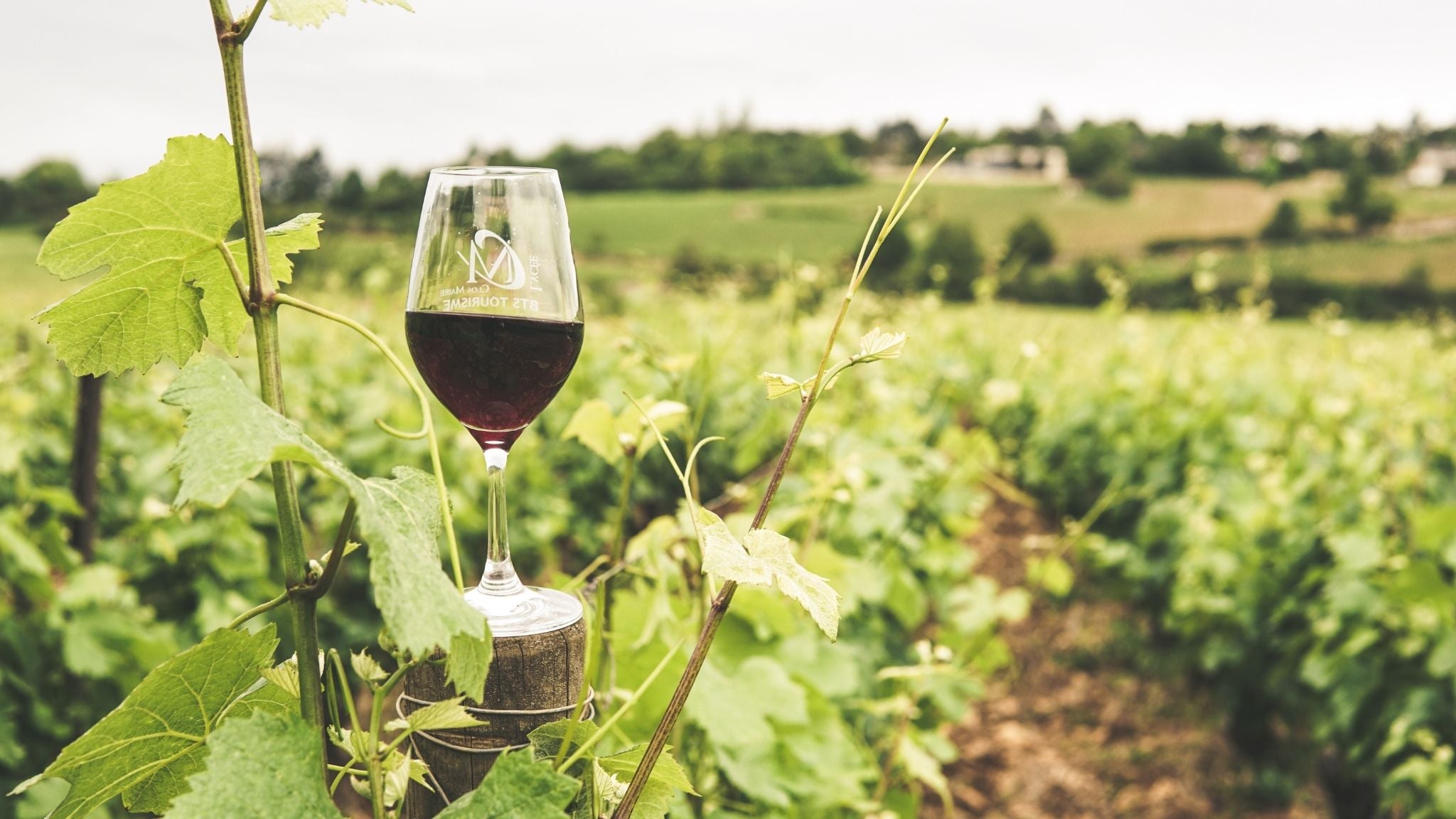 this is an image of a glass of red wine in a vineyard surrounded by grapevines in a winery setting